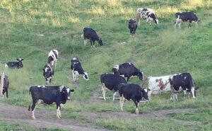 En EE.UU. proponen sacrificar vacas lecheras para evitar importar carne argentina