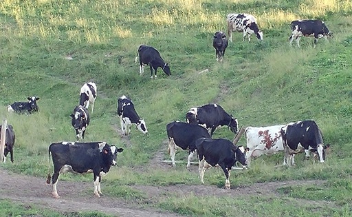 En EE.UU. proponen sacrificar vacas lecheras para evitar importar carne argentina