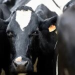 Entre conflictos y números positivos así llega la láctea uruguaya a octubre