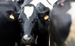 Entre conflictos y números positivos así llega la láctea uruguaya a octubre
