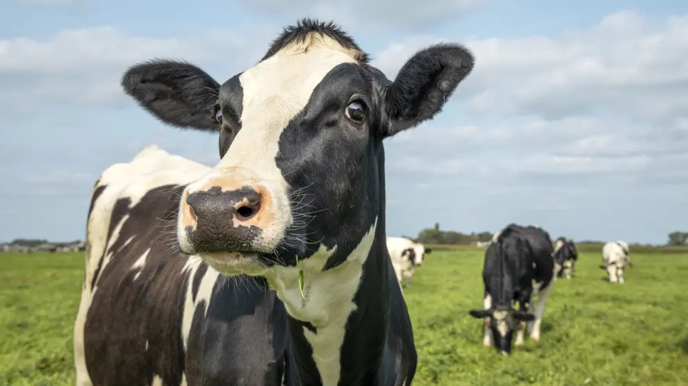 España registra primer brote de dermatosis nodular contagiosa bovina