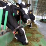 Galicia reduce producción de leche ecológica por márgenes estrechos