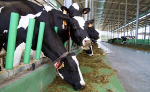 Galicia reduce producción de leche ecológica por márgenes estrechos