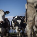 Ganaderos logran victoria clave contra el cártel de la leche en España