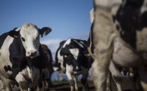 Ganaderos logran victoria clave contra el cártel de la leche en España
