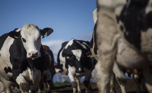 Ganaderos logran victoria clave contra el cártel de la leche en España