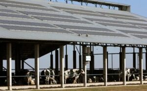 Grupo lácteo local es pionero en medición de huella de carbono