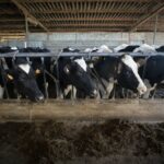 La leche se encarece por falta de relevo generacional en España 2 La leche se encarece por falta de relevo generacional en España