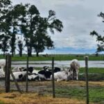 La odisea de una productora inundada en Carlos Casares