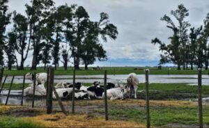 La odisea de una productora inundada en Carlos Casares