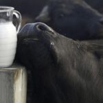 Leche de búfala ecuatoriana dos hermanos apuntan a la exportación