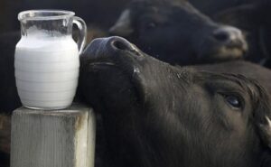 Leche de búfala ecuatoriana dos hermanos apuntan a la exportación