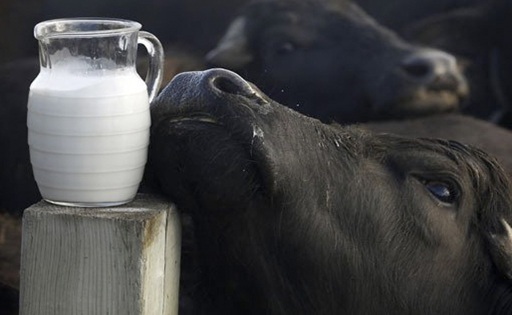 Leche de búfala ecuatoriana dos hermanos apuntan a la exportación
