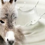 Leche de burra en Argentina una alternativa láctea que conquista nichos