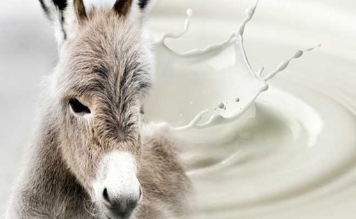 Leche de burra en Argentina una alternativa láctea que conquista nichos