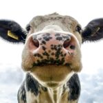 Lechería uruguaya apuesta a récord de producción en auge agroindustrial