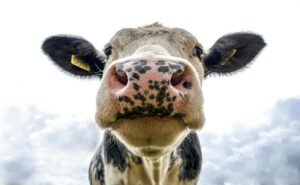 Lechería uruguaya apuesta a récord de producción en auge agroindustrial