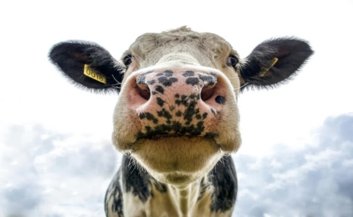 Lechería uruguaya apuesta a récord de producción en auge agroindustrial