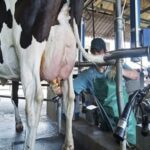 Ley boliviana propone destinar más del 91 % de fondos a productores lácteos