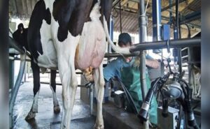 Ley boliviana propone destinar más del 91 % de fondos a productores lácteos