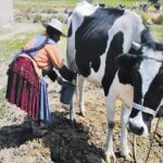 Más de 77.000 familias producen leche en Bolivia