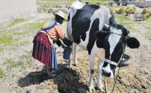 Más de 77.000 familias producen leche en Bolivia
