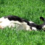 Ola de leche desborda al mercado interno