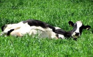 Ola de leche desborda al mercado interno