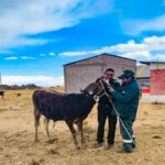 PEBLT impulsa genética y productividad lechera en cuenca Coata
