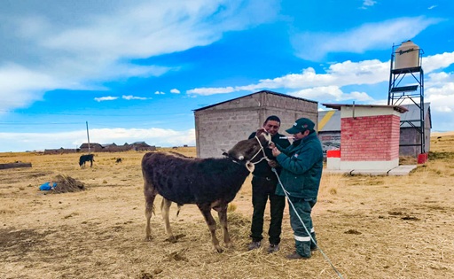 PEBLT impulsa genética y productividad lechera en cuenca Coata