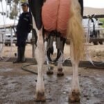 Perú el vaso de leche sigue “medio vacío” pese a estabilización