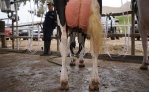 Perú el vaso de leche sigue “medio vacío” pese a estabilización