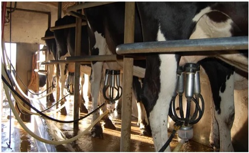 Precio de la leche al productor en Uruguay se mantiene estable y sube 5 % anual