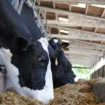 Precio de la leche cae 0,7 % en Europa en agosto pero sigue arriba