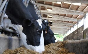 Precio de la leche cae 0,7 % en Europa en agosto pero sigue arriba