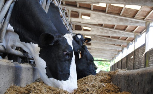 Precio de la leche cae 0,7 % en Europa en agosto pero sigue arriba