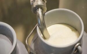Precio récord de la leche en Córdoba y Sucre, pero la industria acopia menos
