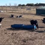 Técnica “Beef on Dairy” revoluciona la lechería al resolver un viejo problema