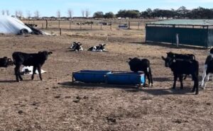 Técnica “Beef on Dairy” revoluciona la lechería al resolver un viejo problema