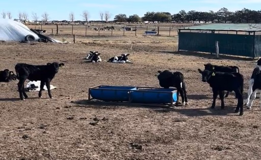 Técnica “Beef on Dairy” revoluciona la lechería al resolver un viejo problema