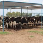 Producción de leche crece +10 % en Argentina, pero el mercado no acompaña 2 Producción de leche crece +10 % en Argentina, pero el mercado no acompaña