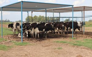 Producción de leche crece +10 % en Argentina, pero el mercado no acompaña