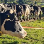 Producción de leche en Chile crece 8,1% al mes de julio