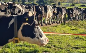 Producción de leche en Chile crece 8,1% al mes de julio