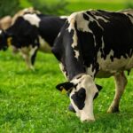 Producción láctea global sufre bajas en Oceanía, mientras Sudamérica crece