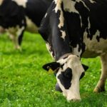 Producción láctea: sequía en Oceanía, caída en UE y auge estacional en Sudamérica 2 Producción láctea: sequía en Oceanía, caída en UE y auge estacional en Sudamérica