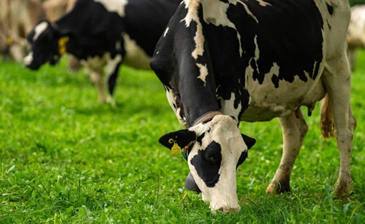 Producción láctea: sequía en Oceanía, caída en UE y auge estacional en Sudamérica