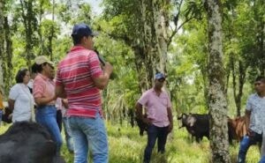Productores del Cauca