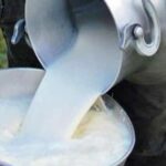 Productores lecheros de San Lorenzo protestan por suspensión de compra