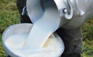 Productores lecheros de San Lorenzo protestan por suspensión de compra